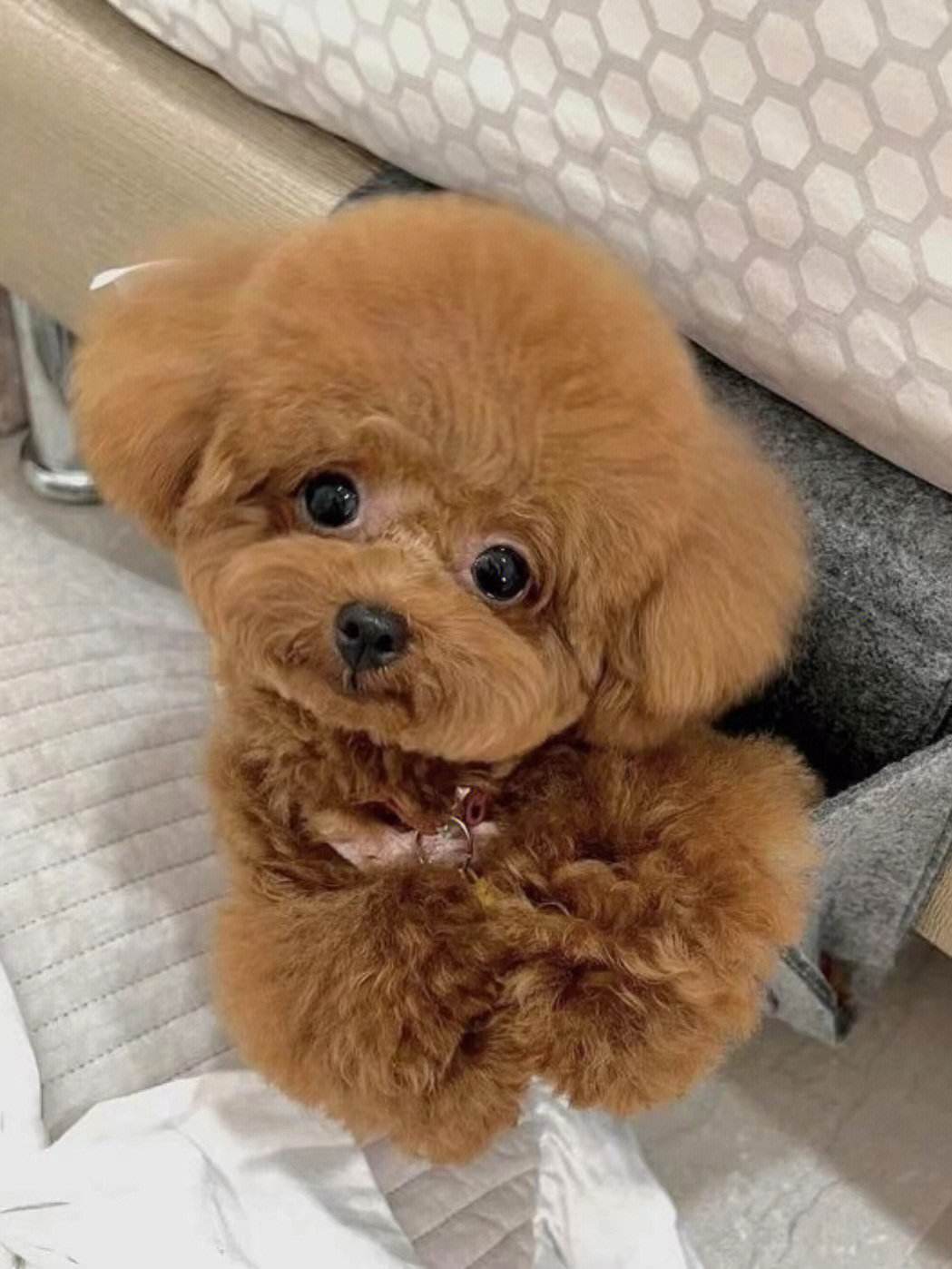 1岁泰迪的饲养方法是什么,一岁泰迪狗怎么养新手必看科普