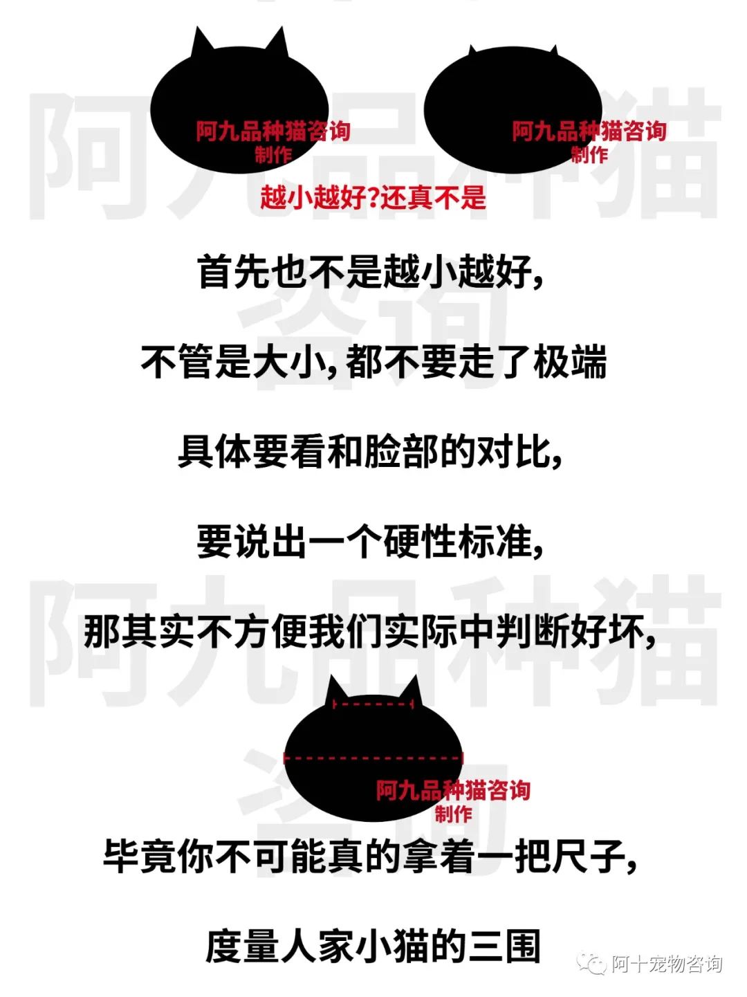 英国短毛猫蓝金渐层特征,英国短毛猫金渐层十一色