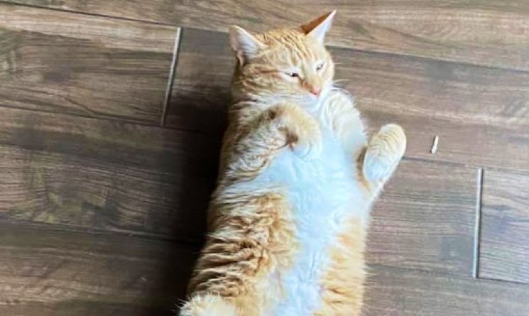 澶栧浗灏忓摜鍚愭Ы濂崇敓,澶栧浗灏忓摜鍚愭Ы宸ヤ綔