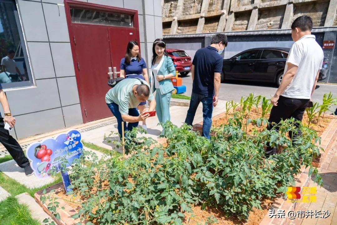 仰天湖天心实验学校,仰天湖实验小学怎么样