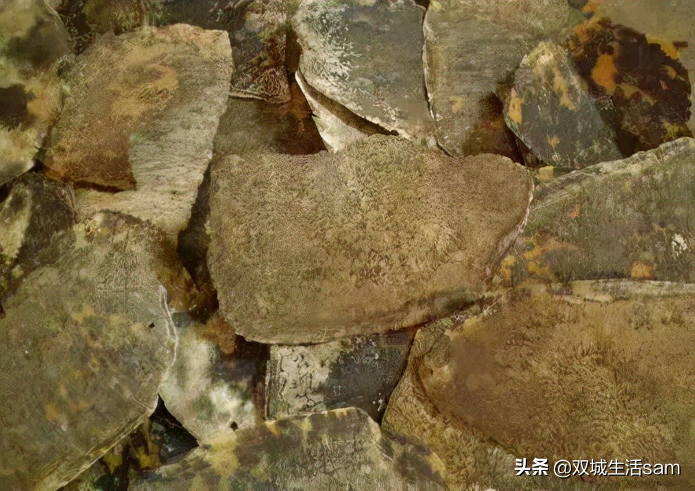 玳瑁为什么又是猫又是龟,玳瑁猫为啥叫玳瑁