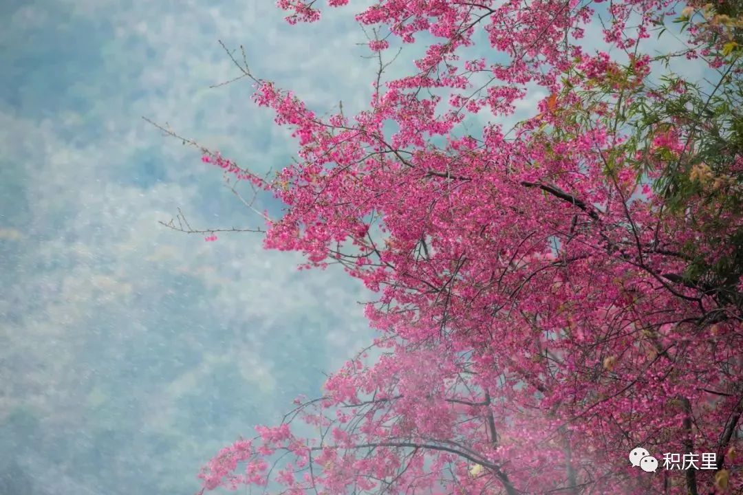 樱花烂漫，没有人会拒绝的粉色浪漫！