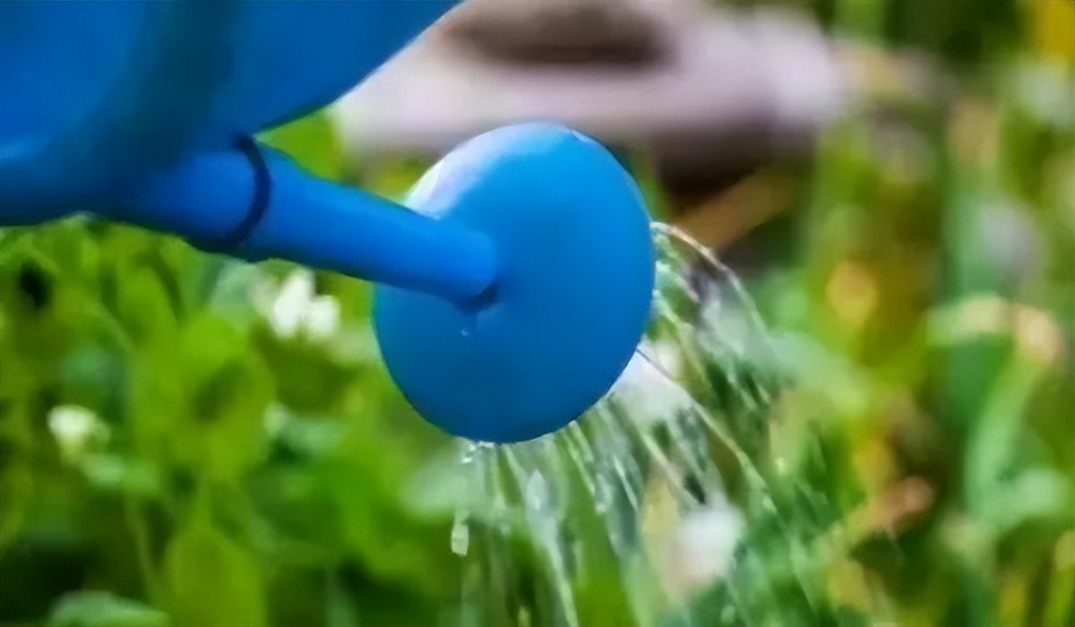 浇水的正确方法和技巧视频,浇水的技巧绝对是个重要的环节