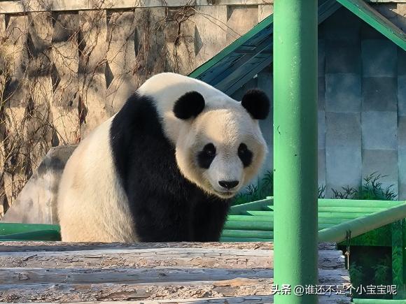 大熊猫喜妹咬伤饲养员,每天认识一只大熊猫