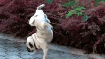 怎样训练狗狗上厕所蹲马桶,柴犬怎样训练上厕所