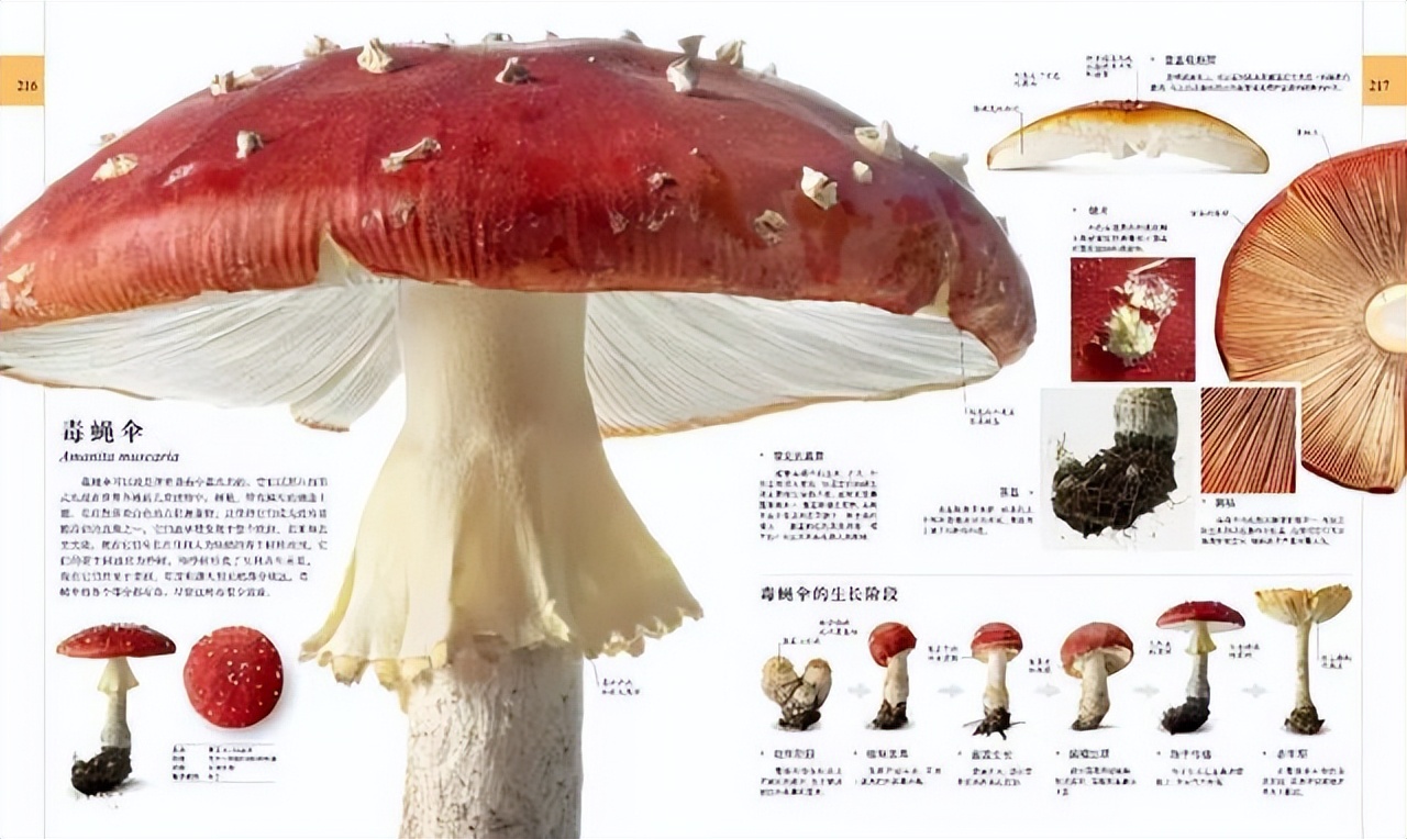 新东方直播间董宇辉录屏,新东方直播间董宇辉讲英语