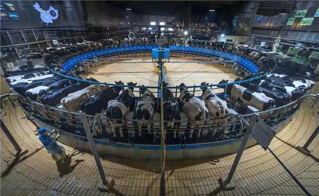 奶牛规模化养殖场建设方案,奶牛养殖场建设的标准是