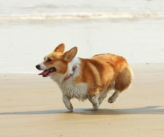 狗狗出现这7个征兆,狗狗救命的七大征兆