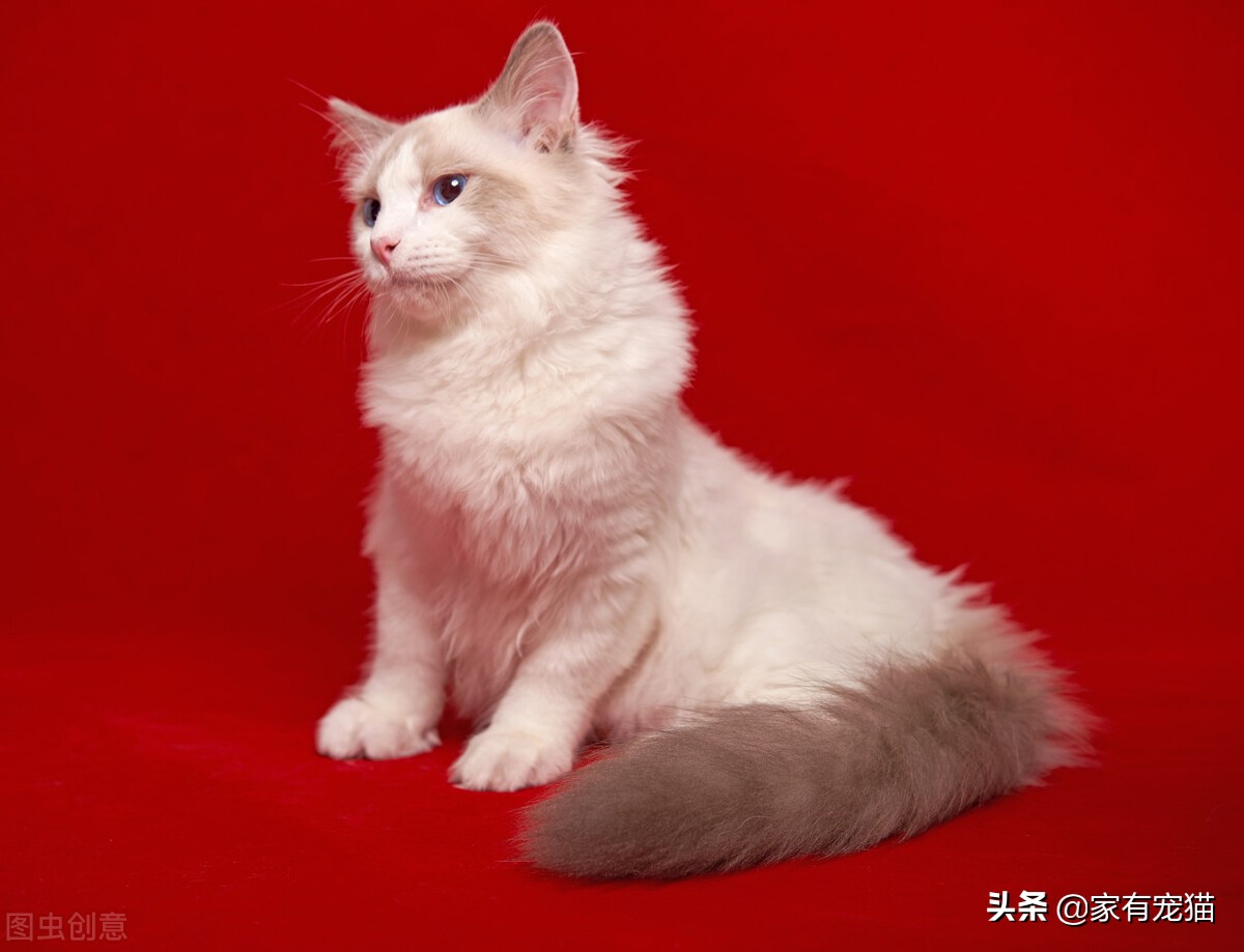 为什么黑的长毛猫毛色偏红,重点色长毛猫蓝眼睛