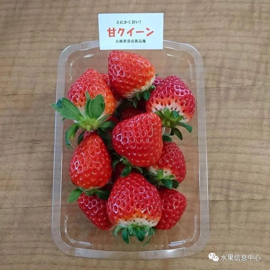 日本草莓评选大赛,排名第一的草莓品种是什么?