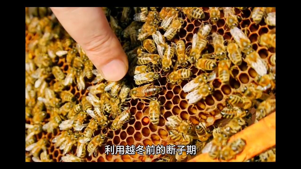 蜜蜂养殖最新杀螨技术,蜜蜂有蜂螨不治疗会有什么后果
