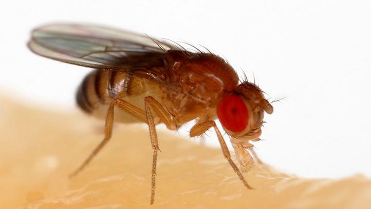 卫生间的小飞虫能传染什么病,厕所里小飞虫是哪里来的