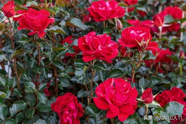 大花胖美人月季有几个品种,适合阳台养的大花月季品种