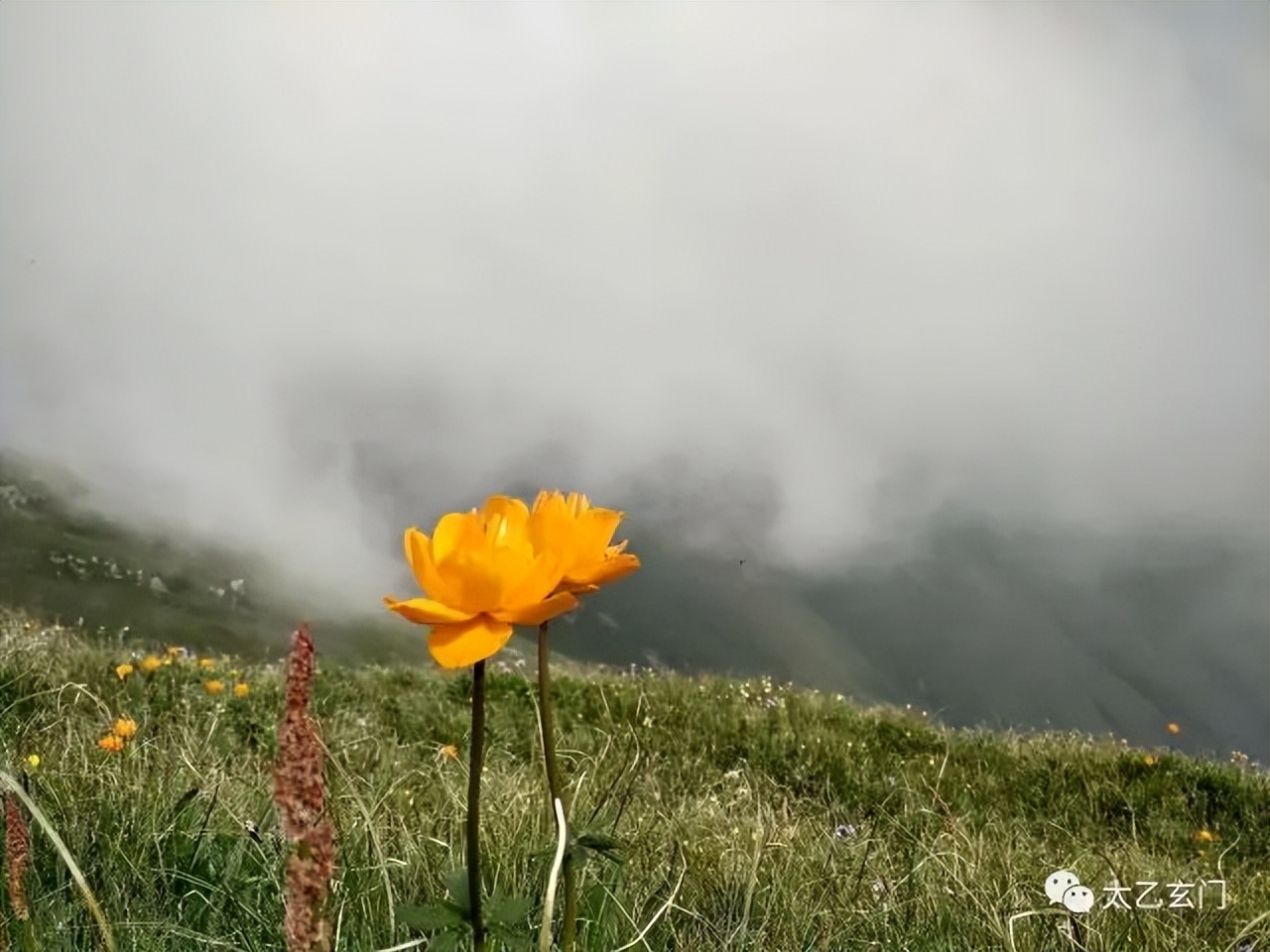 小五台山金莲花坡,小五台金莲花