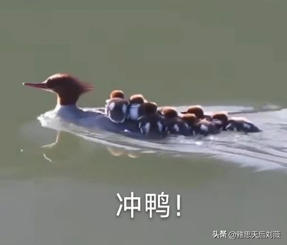 雅思入门知识大全,雅思小白备考攻略