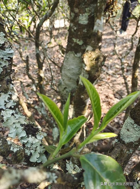 普洱茶山野气,普洱茶的野韵和麻感