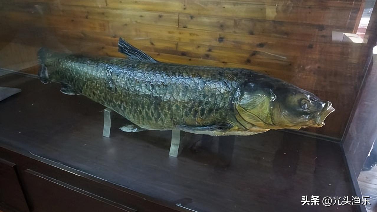 十大淡水超大型鱼类,十大大型淡水鱼类