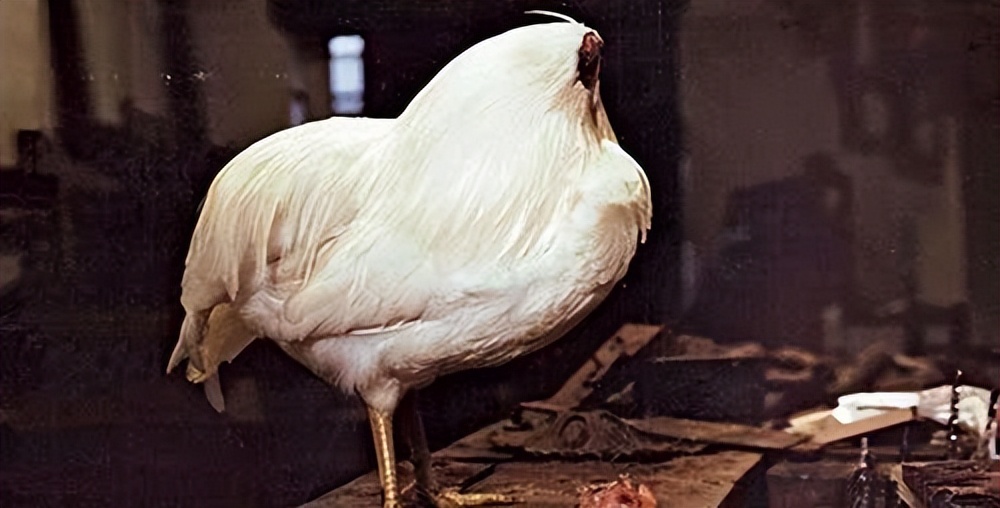 美国无头公鸡存活多久,美国无头鸡成功案例