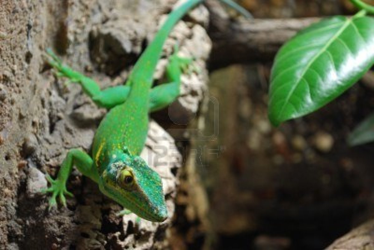 全球十大蓝色动物盘点,全身绿色站立的动物