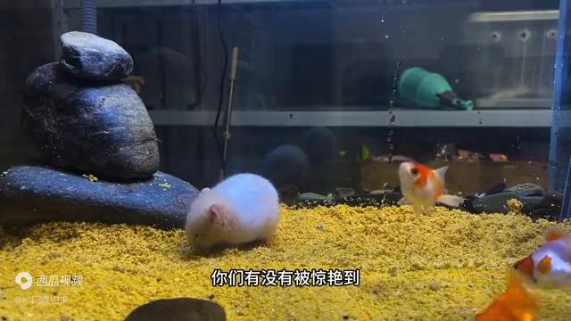 把金丝熊养在水里,养一只母金丝熊它会做什么