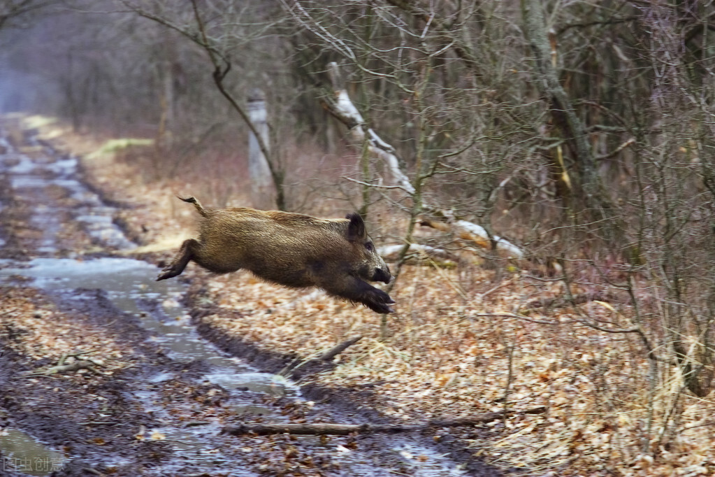 日本男人单挑,日本人与野猪打架