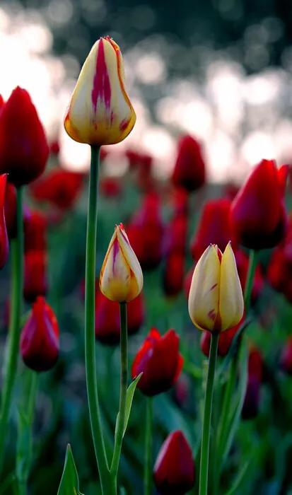 白色郁金香图片大全,郁金香图片大全大图唯美