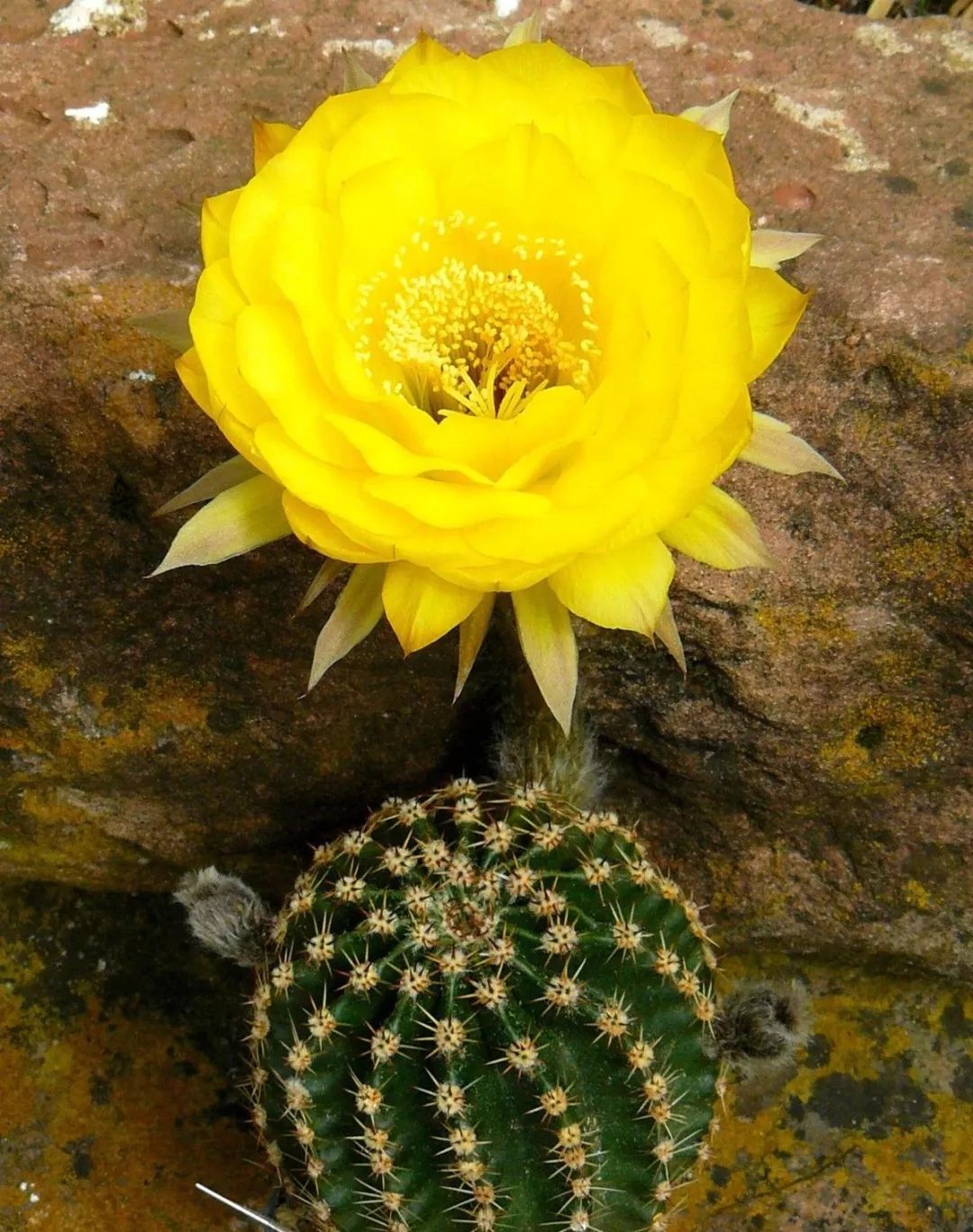 200种·仙人球开花图鉴，大开眼界，美到爆