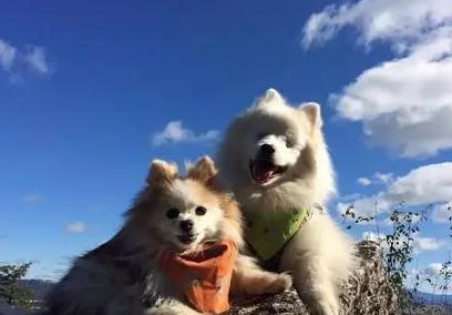 狗狗交配期间，千万不能打断它们，后果你想象不到