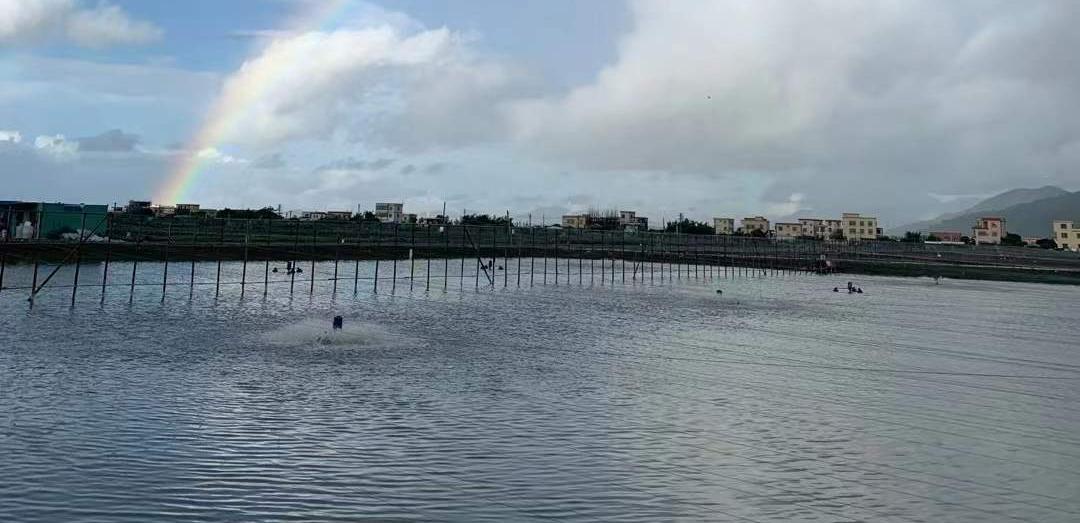 对虾养殖虾体色偏黄是什么问题,对虾养殖虾须过长不脱壳