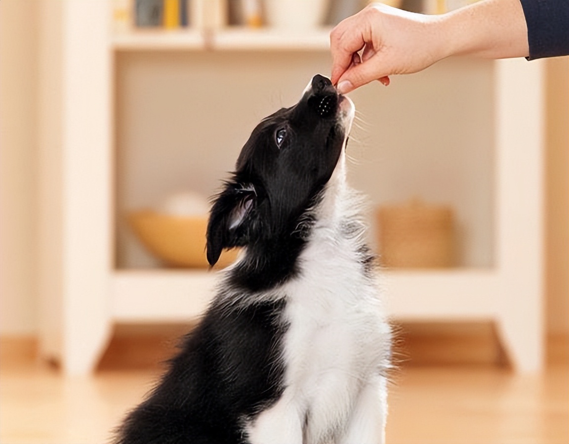 新手养宠物推荐猫还是狗狗,狗狗和猫猫哪个更值得养