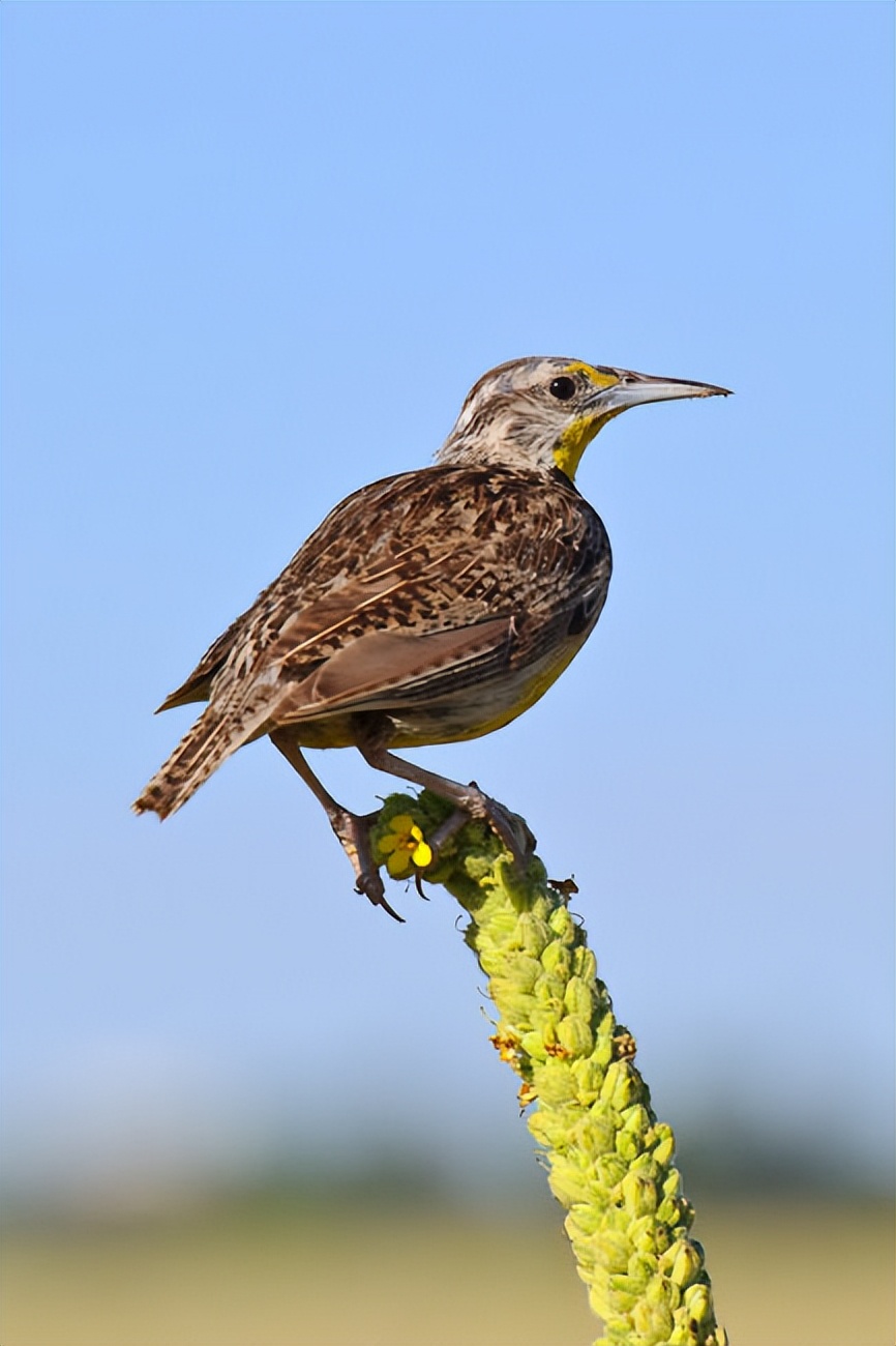 【摄影学堂】如何正确使用增距镜？