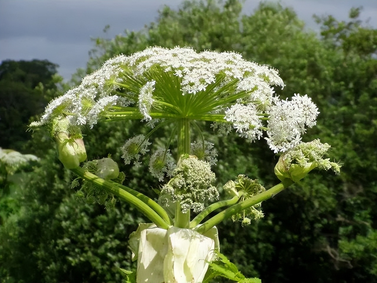 世界上能救命的十种毒草,10种最毒的毒草