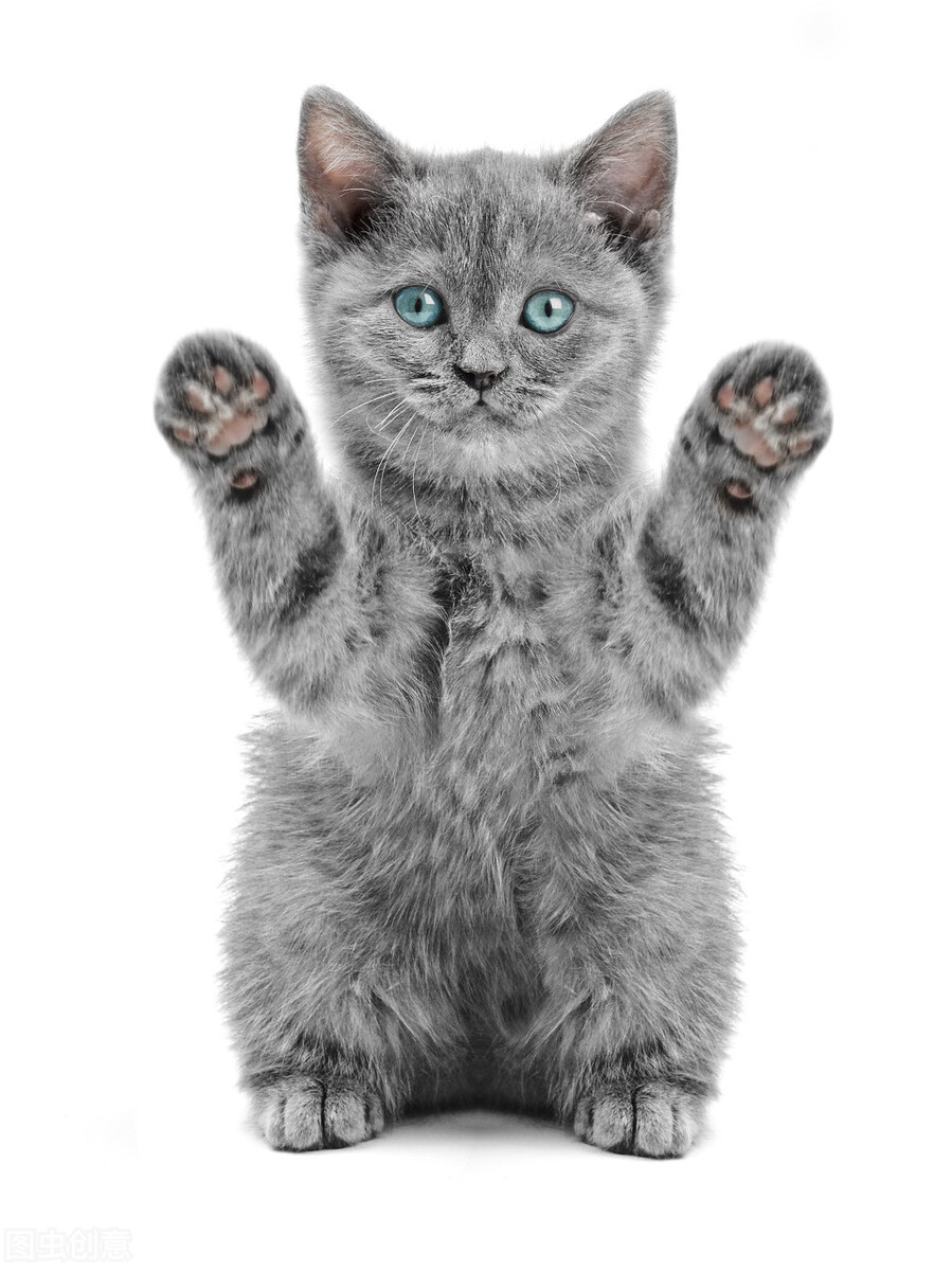 猫从高处掉落,猫在高处掉落会不会有事