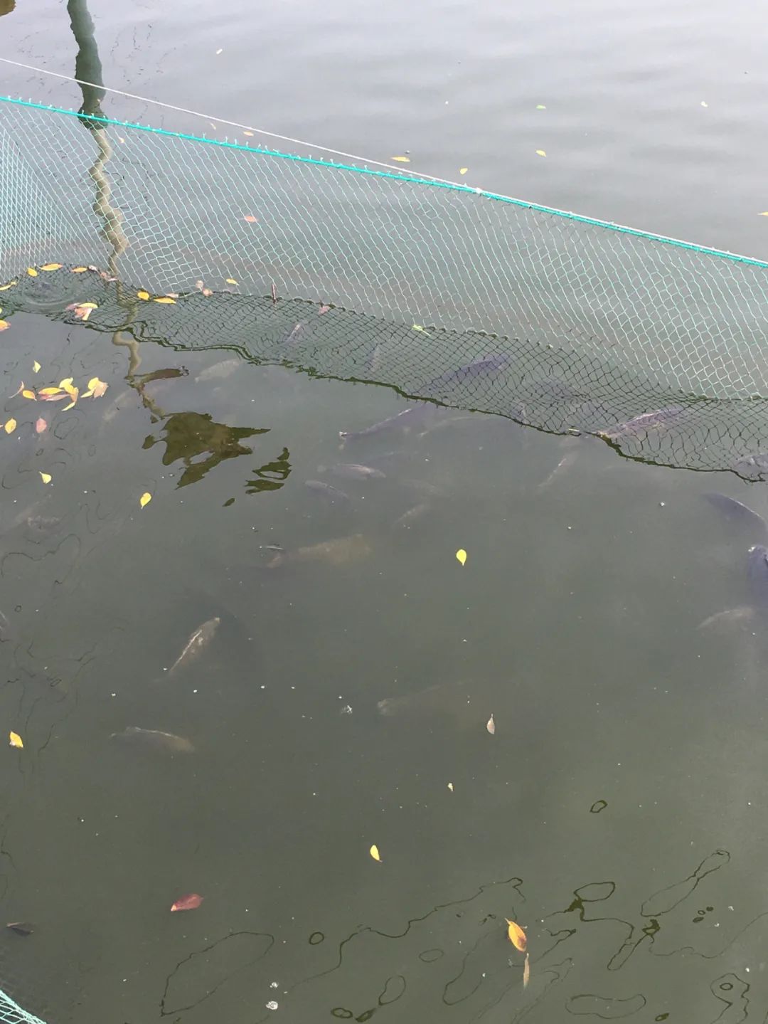 旭光车行雅迪电动车,旭光单车