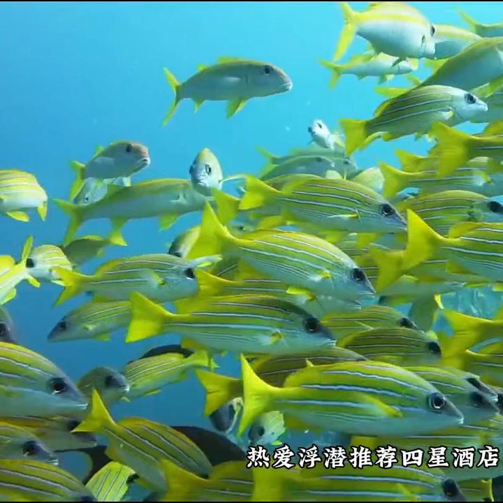 去马尔代夫最便宜多少钱,去马尔代夫大概要多少钱机票