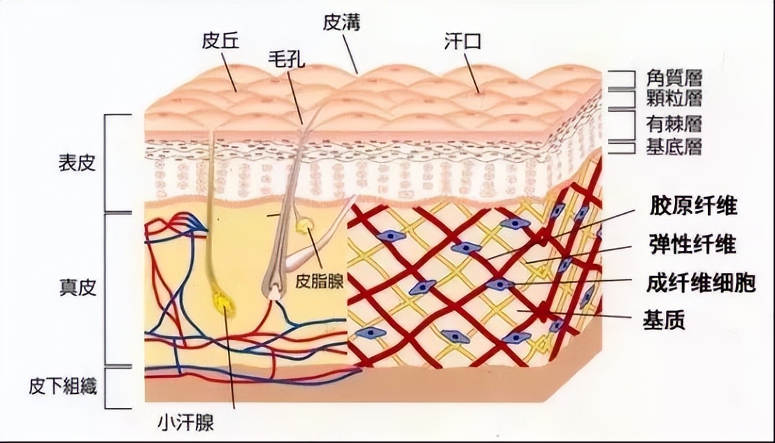 隐性肥胖的最佳治疗方法,隐形肥胖怎么消除