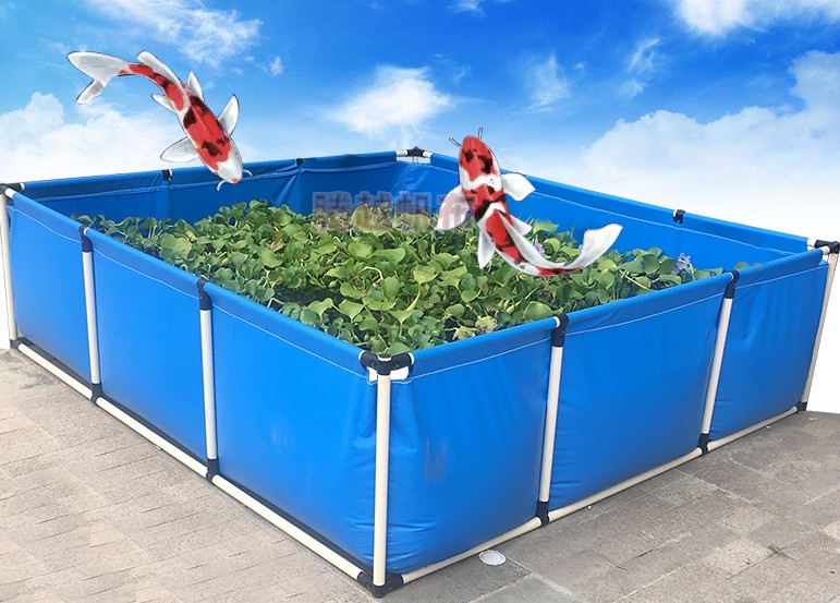 帆布池养鱼能养得大锦鲤吗,帆布鱼池养锦鲤能养多大