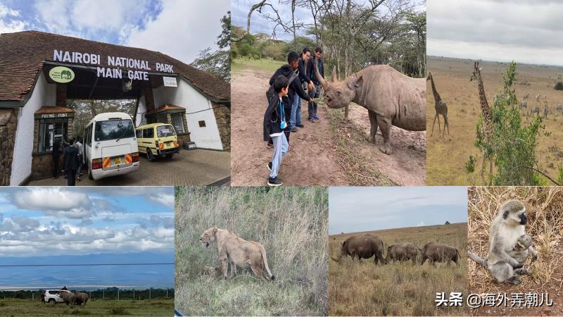 肯尼亚动物大迁徙泪流满面,肯尼亚动物大迁徙深度游