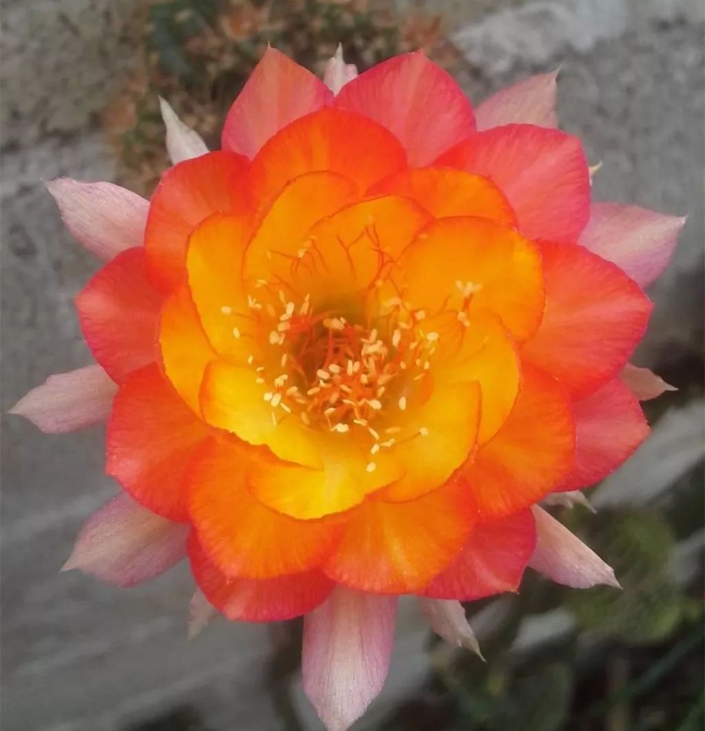 200种·仙人球开花图鉴，大开眼界，美到爆