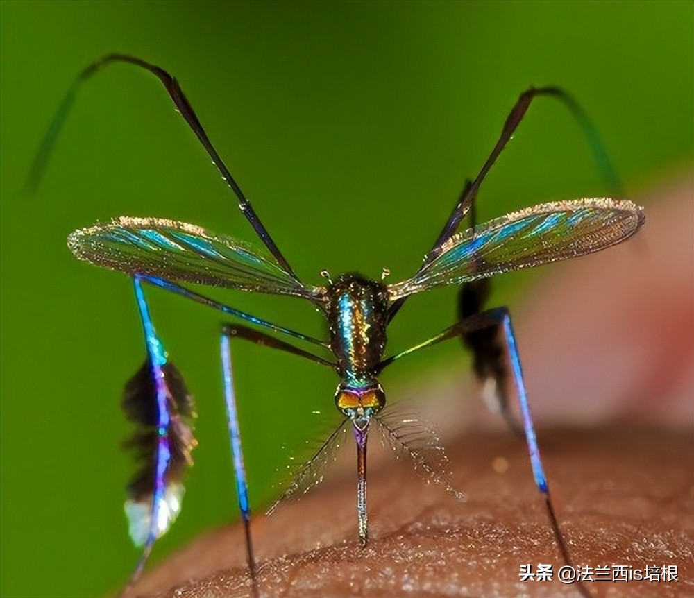 收走蚊子的作案工具,没收蚊子的工具