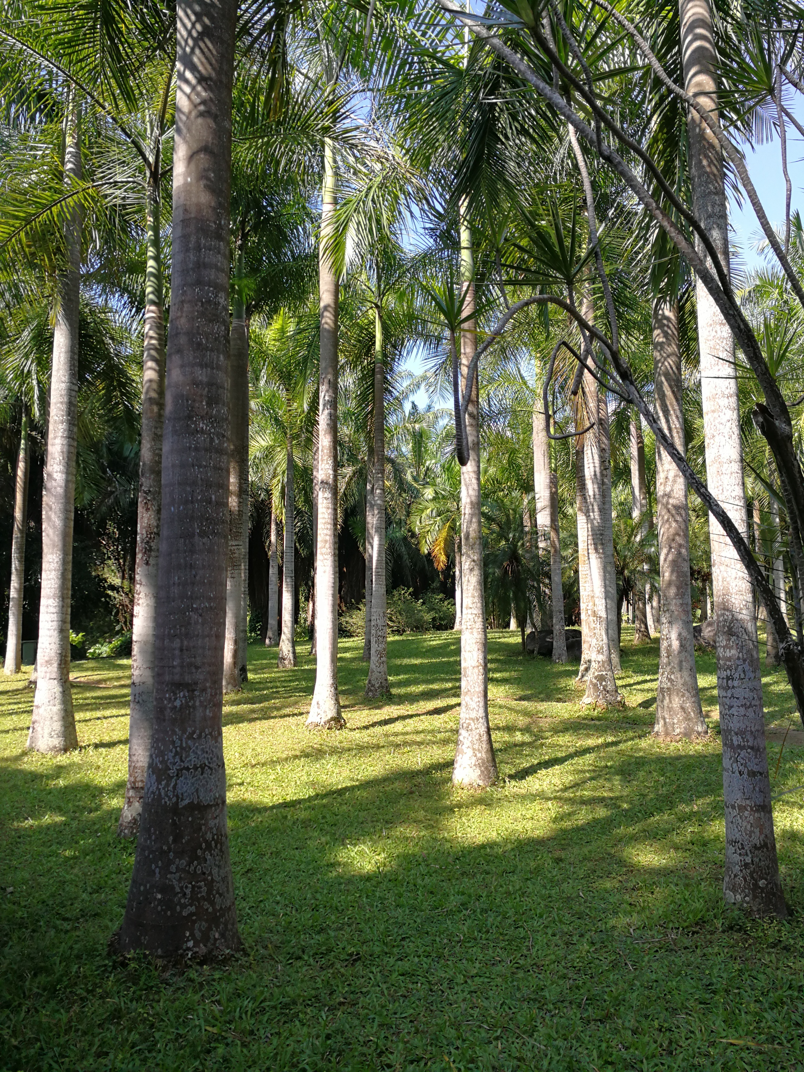 带大家走进美丽的西双版纳,带您走进美丽的西双版纳
