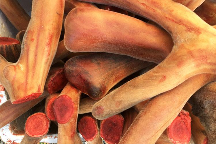 比黄金还要贵的中药材,最大的鹿茸贵吗