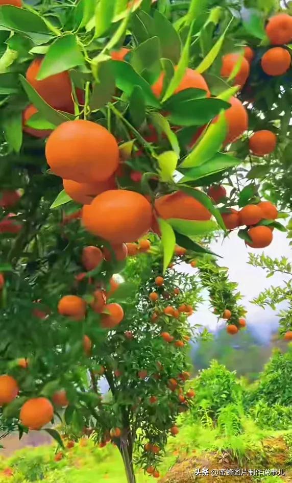 丰富美味的水果壁纸,甘甜适口的美味水果壁纸图片