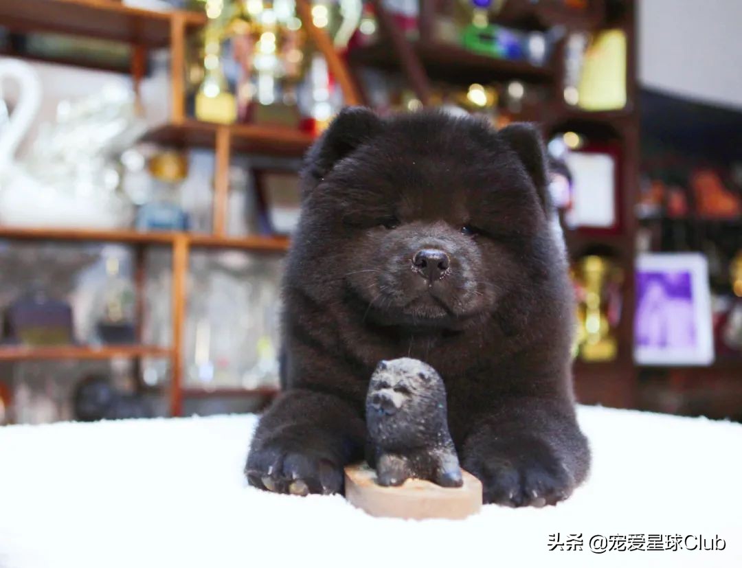 松狮犬是大型犬吗,熊仔松狮犬