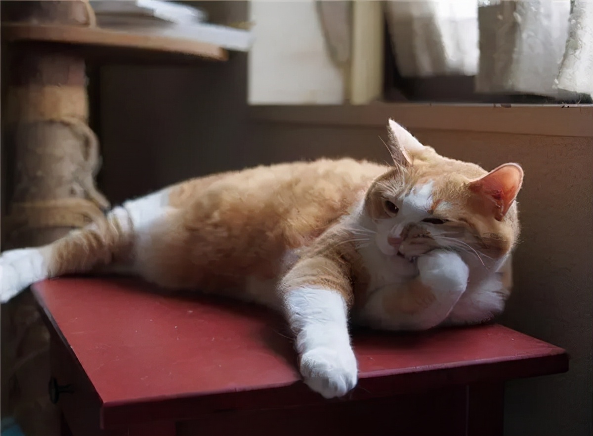 猫咪可以饿几天不死,猫咪可以饿多久会吃猫粮