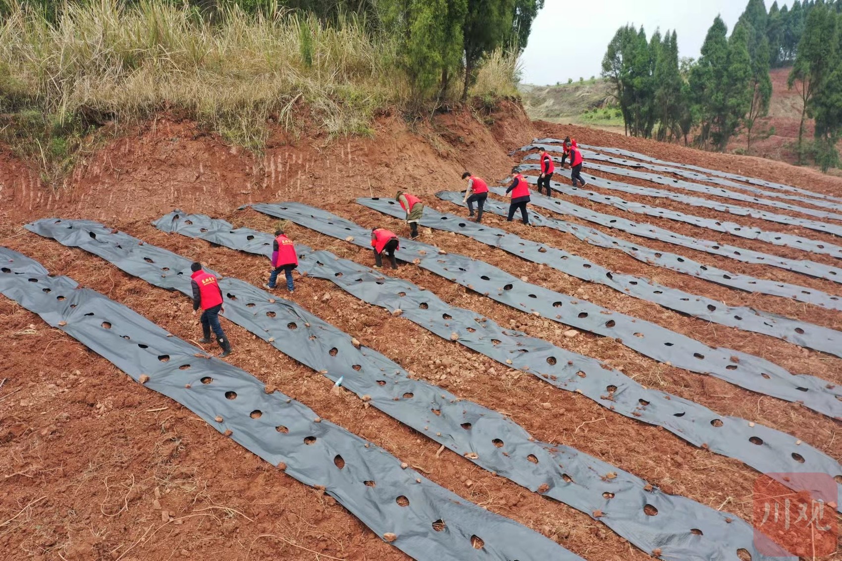 内江市东兴区天冬种植在哪个地方,内江创新产业园