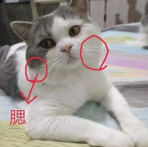 怎样选一支好的英短猫,英短蓝猫母猫怎么才能长胖发腮