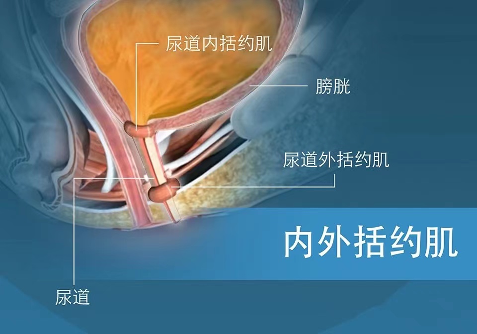 女性的控尿机制是怎样的,女性做尿动力学步骤