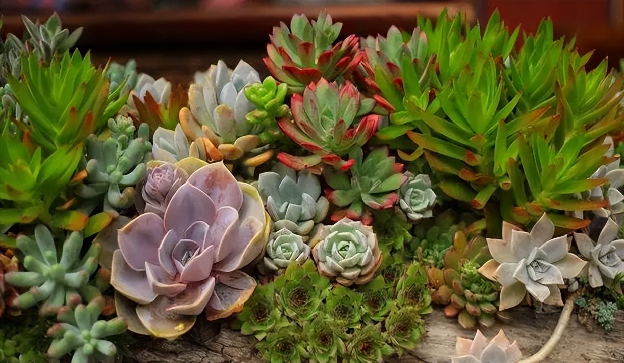 十大适合懒人种植的花,适合家庭种植的观赏花