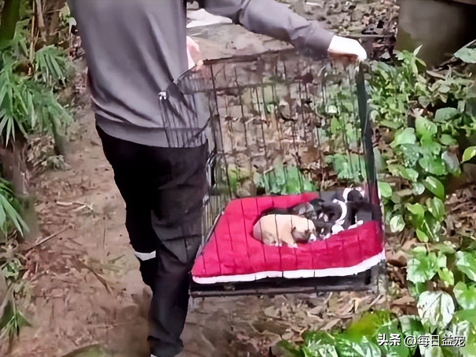 狗妈妈产后第二天坐立不安,狗妈妈产后奶水不足